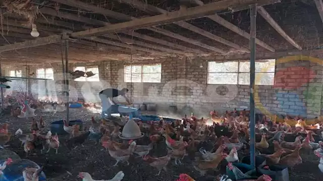 أسعار الفراخ