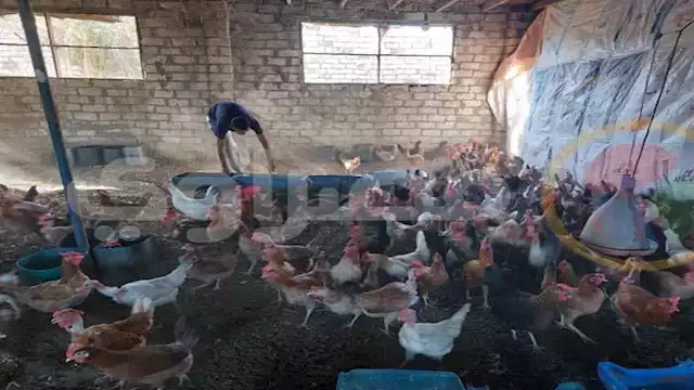 أسعار الفراخ الحية