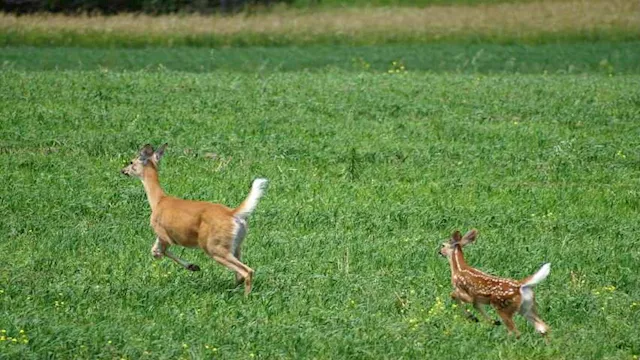"إشارات لا نراها".. كيف تكشف الحيوانات الزلازل وال
