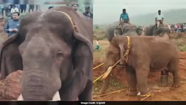 فيديو انتشر بسرعة البرق.. هذا ما فعله فيل في أرض ز