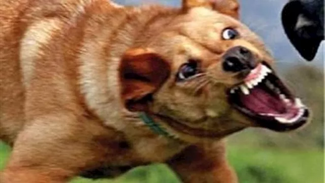 كلب ضال يعقر 4 مواطنين