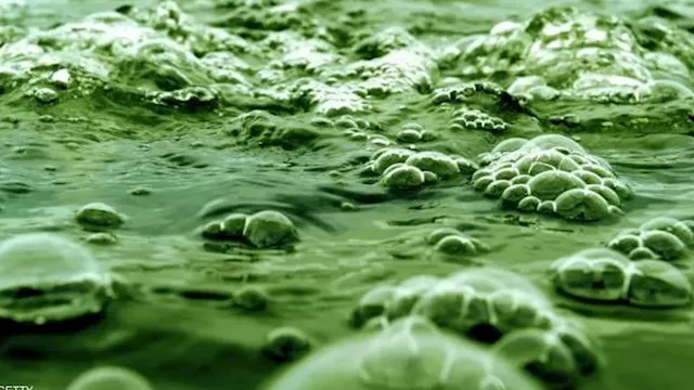 طاقة من الطحالب