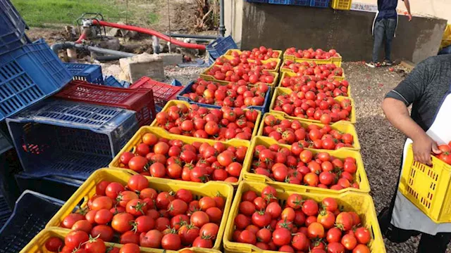 صادرات زراعية