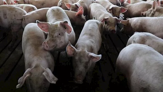 حمى الخنازير الأفريقية