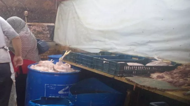 ضبط ربع طن دواجن فاسدة