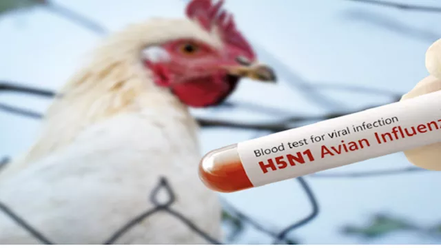 ألمانيا تسجل 31 حالة إصابة بإنفلونزا الطيور في الم