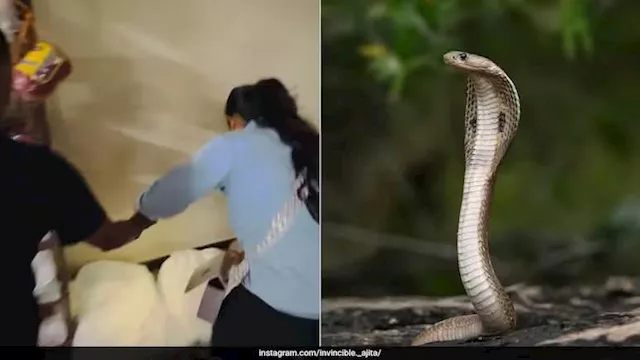 منقذة الثعابين