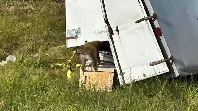 فرار قرود مختبرات بعد انقلاب شاحنة