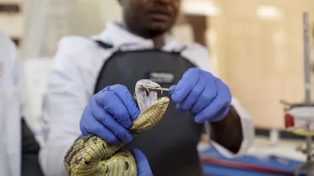 علاج موحد للدغات الثعابين