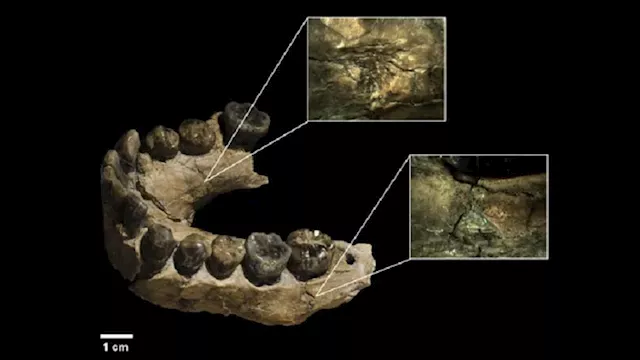 انقراض الإنسان