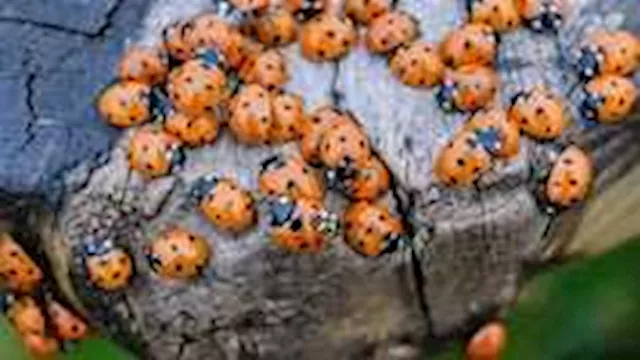 سرب ضخم من الخنافس