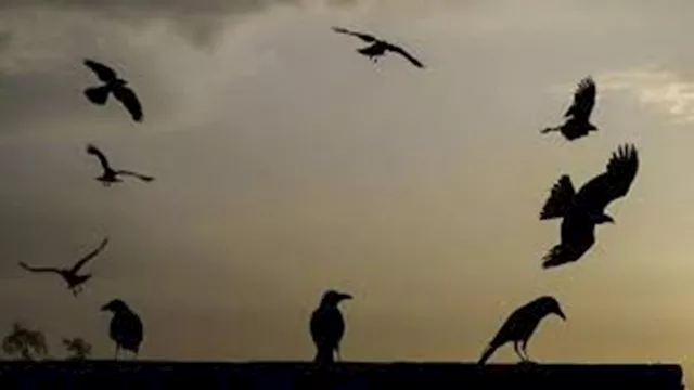 تغرد الطيور