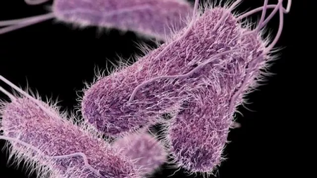 بكتيريا التيفوئيد للمضادات الحيوية