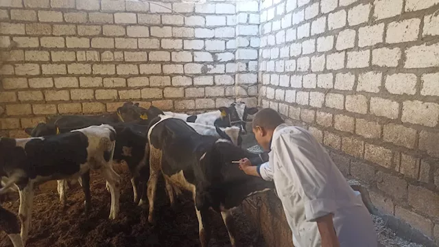 حملات تحصين الماشية بالمنيا