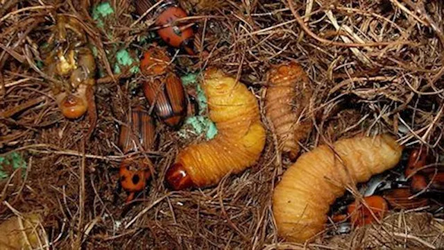 سوسة النخيل