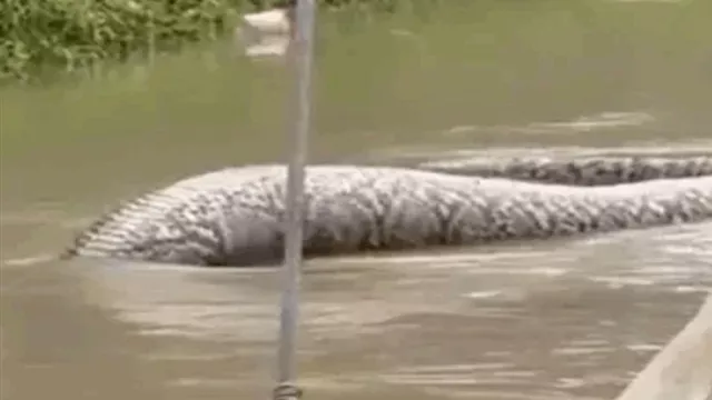 ثعبان يسبح عبر مياه الفيضانات