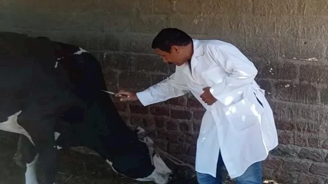 تحصين الماشية