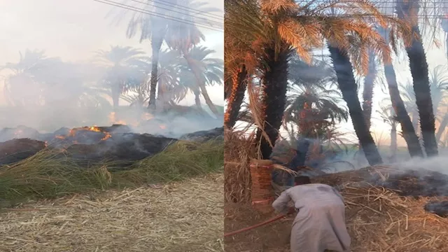 حريق يلتهم أشجار نخيل