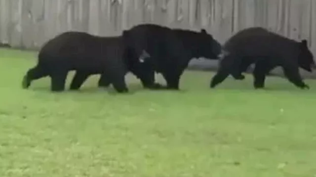 إصابة شخصين في هجومين منفصلين لدببة بشمال شرق اليا