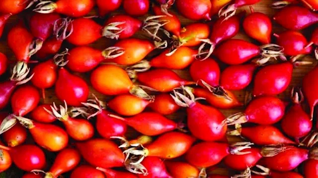 ثمر الورد.. فاكهة خارقة تعزز مناعتك في الشتاء