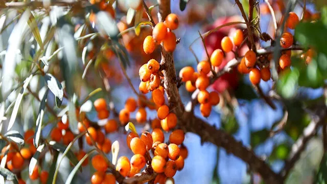 ثمرة "أبو فايس".. تحارب 3 أمراض خطيرة وتكافح التجا