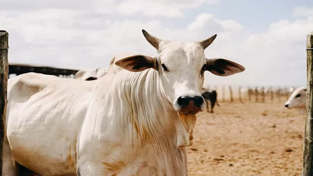 الأغلى في العالم.. بقرة بـ4.3 مليون دولار