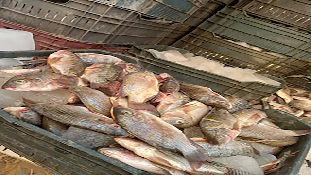 طرح أسماك مخفضة بمركز الفرافرة