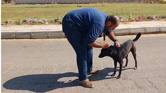 تطعيم كلاب الشوارع ضد السعار