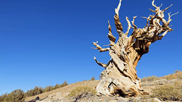  شجرة عمرها 5 آلاف سنة