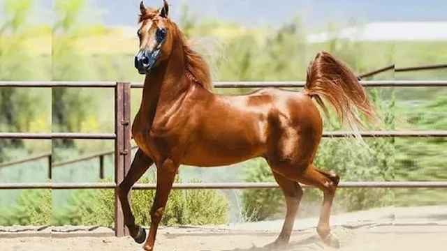 الخيول الأصيلة