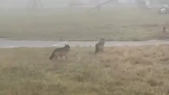 فيديو يُظهر ذئبين صغيرين قرب ساحة لعب للأطفال