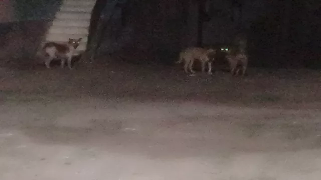 الكلاب الضالة