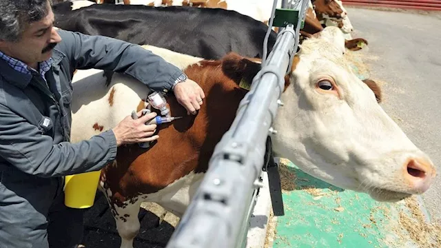 مرض الحمى القلاعية