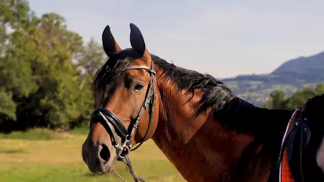 القوات الروسية تلجأ إلى الخيول