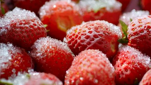 الفراولة المجمدة