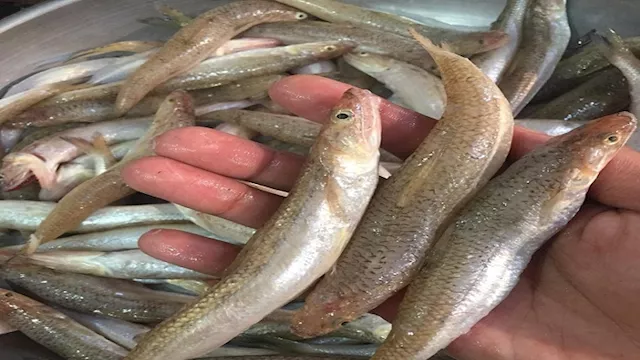 المكرونة السويسي