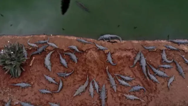 مئات التماسيح