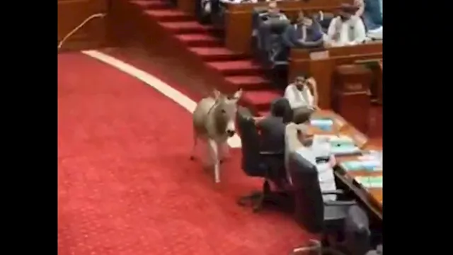 حمار يقتحم مجلس الشيوخ الباكستاني