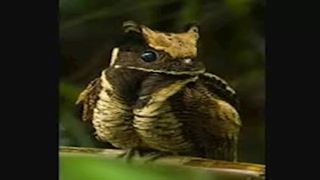 الطائر الذي يسمى التنين الصغير