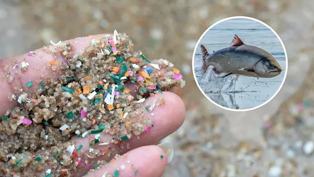 كيف تضر المواد البلاستيكية الدقيقة الدماغ؟