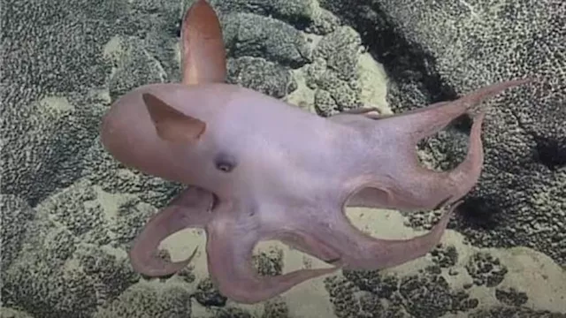 أسرار الأعماق.. أغرب 5 كائنات بحرية اكتشفها العلما