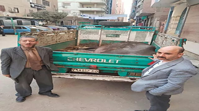 لحوم فاسدة بالمنيا 