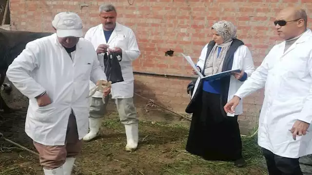 تحصين 125 ألف رأس ماشية ضد الجلد العُقدي - ارشيفية