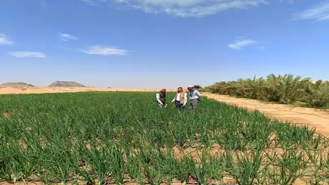 ارشيفية مركز بحوث الصحراء يتابع الأنشطة البحثية في