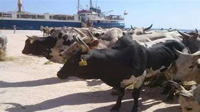 شحنة العجول بميناء سفاجا 