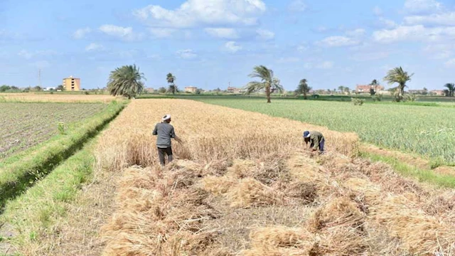 الفيوم تواصل استقبال كميات ضخمة من القمح المحلي