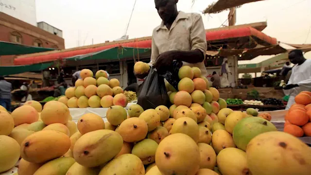 حبات مانجو تتساقط على رؤوس السودانيين 