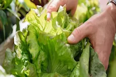 فوائد تناول الخس في الصيف