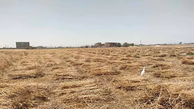 موسم حصاد القمح 