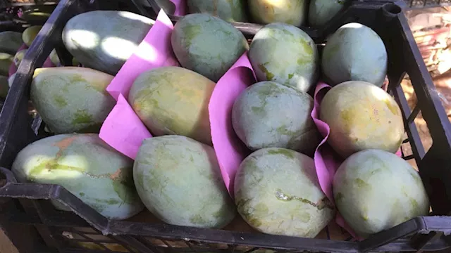 المانجو ''الأسواني'' تظهر في الأسواق